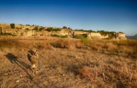 Donkey at Livadakie in Front of Kastro