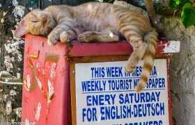 Only Good News, I Can Sleep Well - Cat Sleeping at Newspaper Box - Living Koroni
