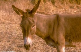 Donkey - Greek Spirit
