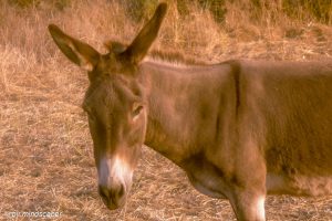 Donkey - Greek Spirit