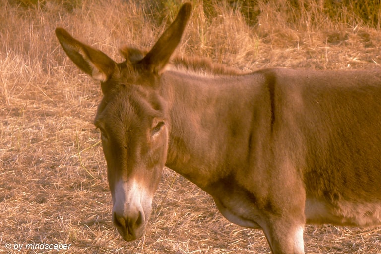 Donkey – Greek Spirit