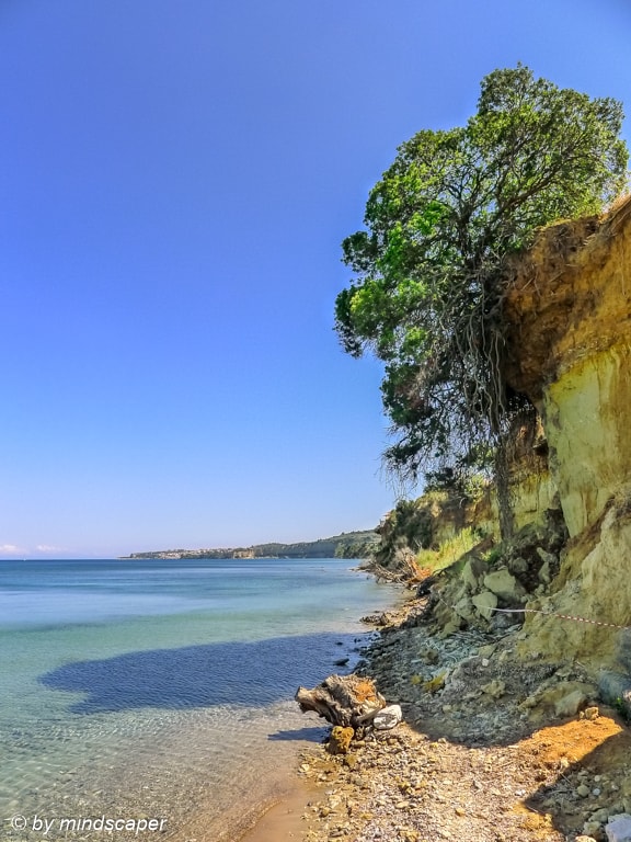 Hanging Tree on Coast Cliff with View to Koroni