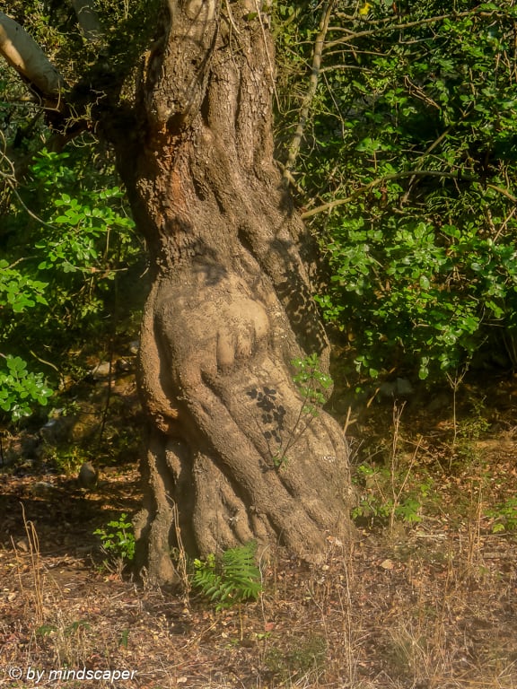 Sculptured Tree at Agios Theodoris Monastery (Grivitsanis Monastery - Chomatero