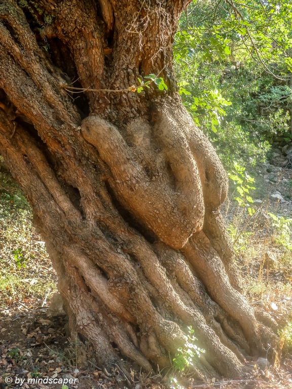 Sculptured tree at Agios Theodoris Monastery (Grivitsanis Monast