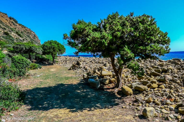 Trees at Selitsa Beach – Koroni